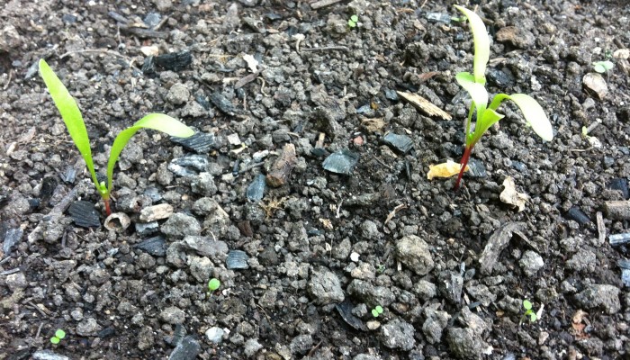 Beetroot Seedlings