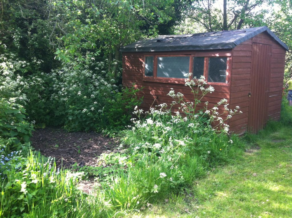 The shed before we installed water butt...