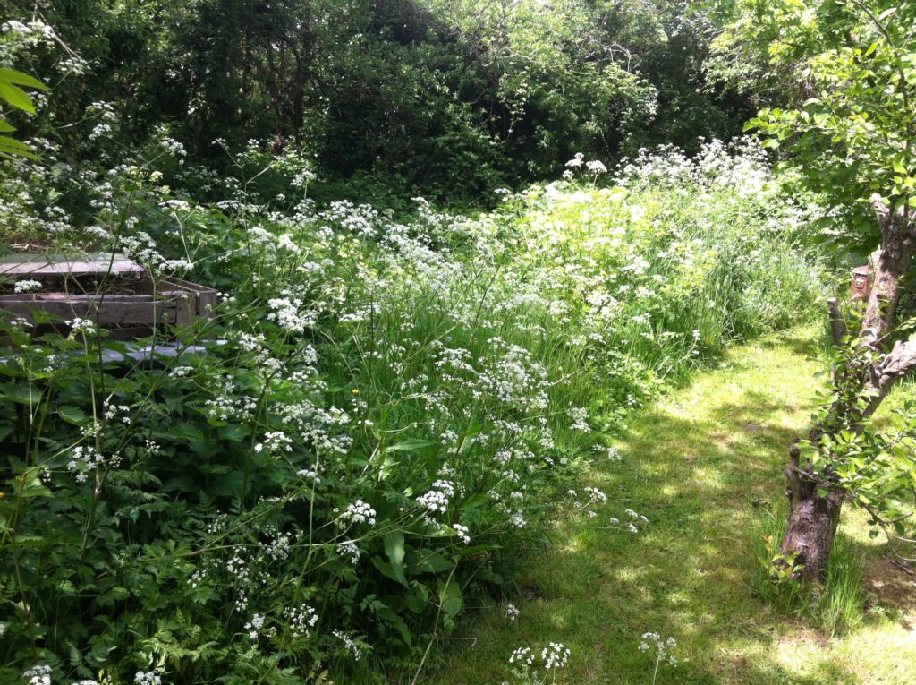 The vegetable patch before we started clearing it