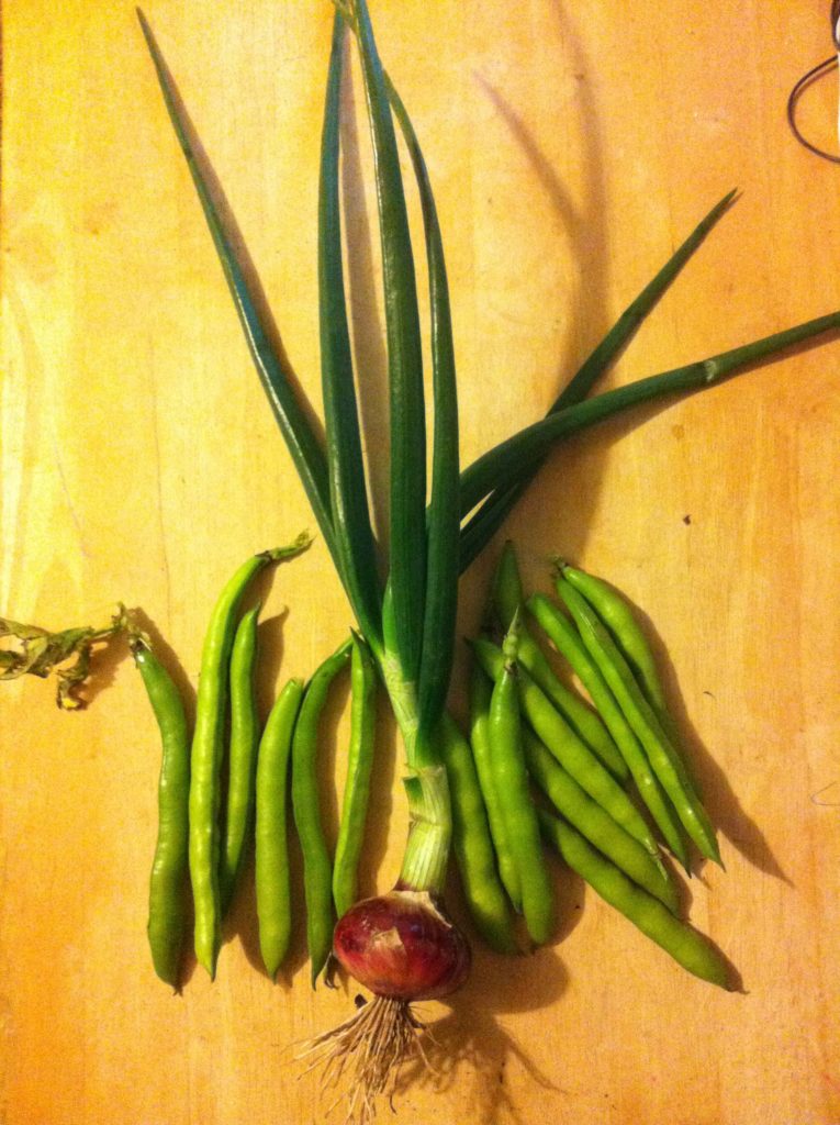 My bounty from the allotment on Wednesday evening