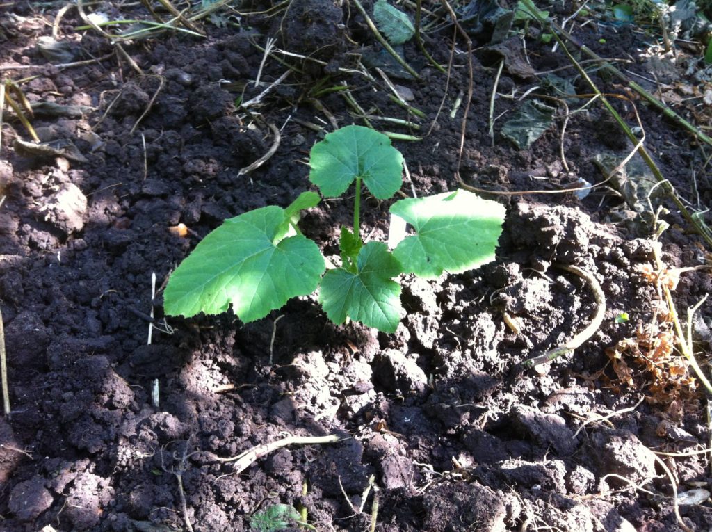 Our pride and joy: the first courgette plant in our miscellaneous bed