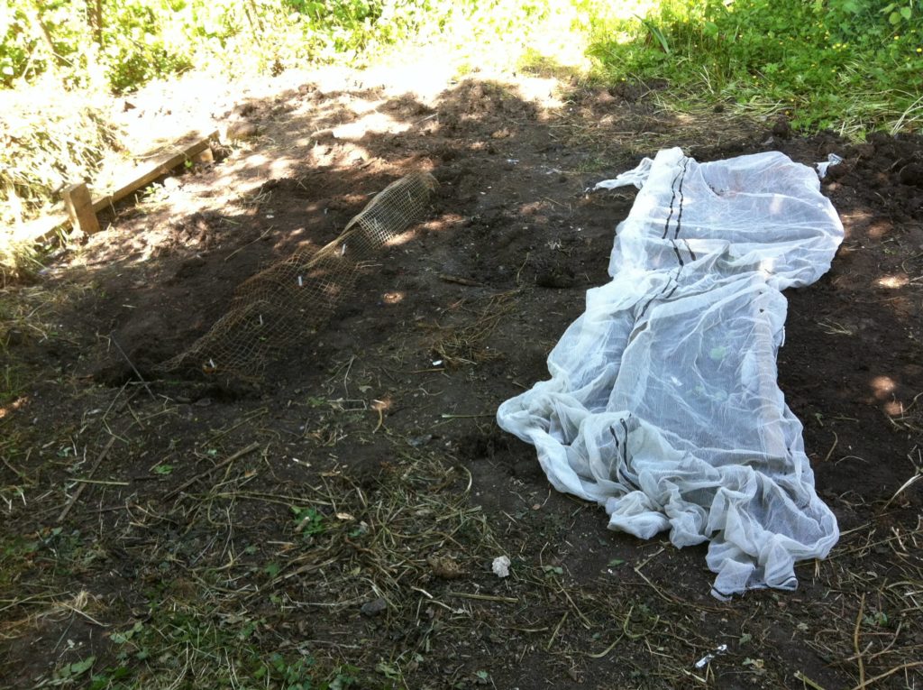 Parsnips and swedes in the vegetable patch