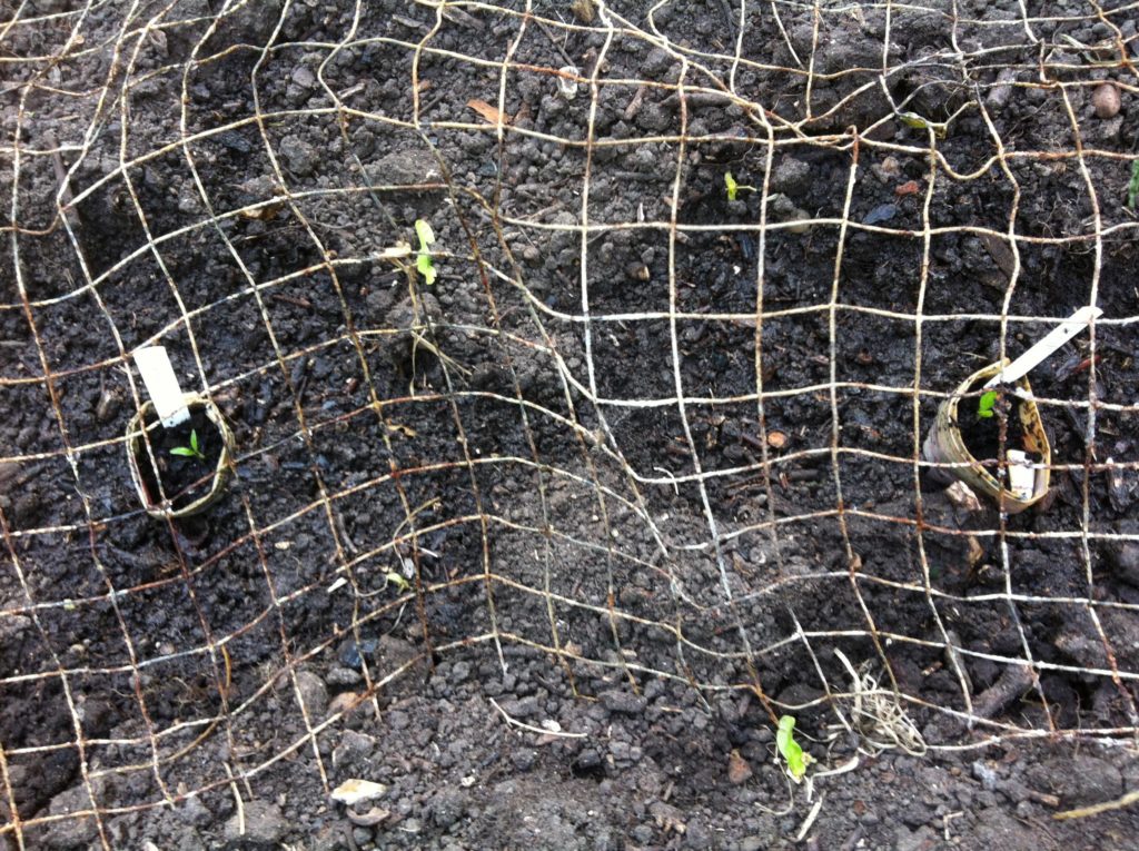 The young parsnips in their biodegradable pots under the salvaged fencing