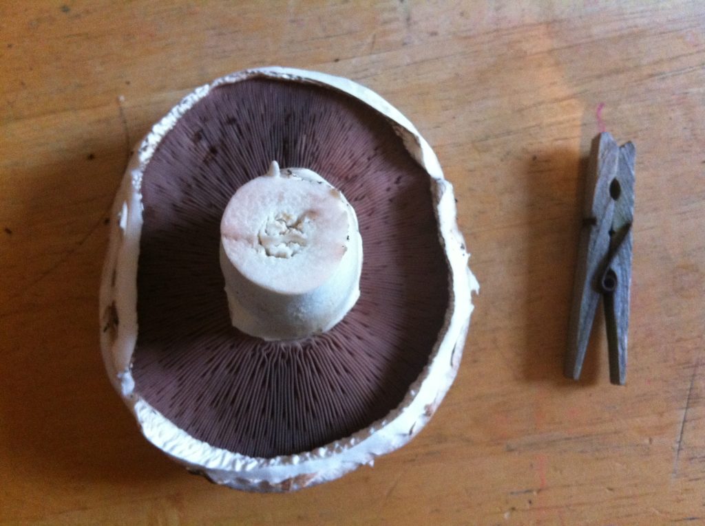 The largest mushroom, with a clothes peg for scale.
