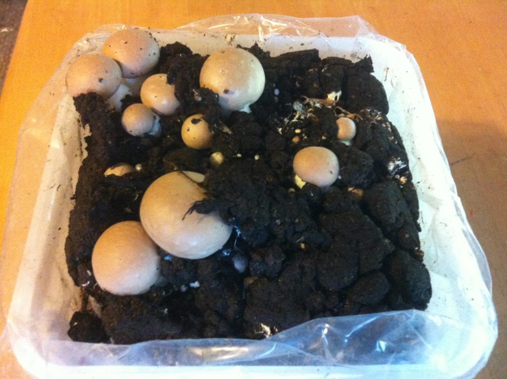 The mushroom kit today (Thursday) - several mushrooms just about ready to eat