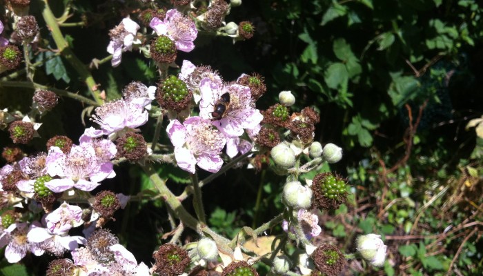 A bee on a blackberry flower