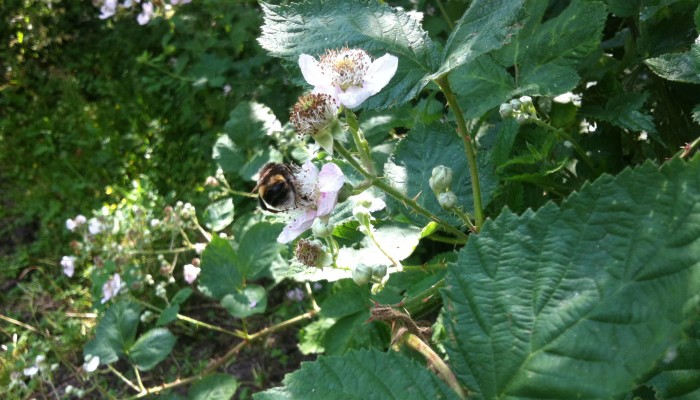 A bee on a blackberry bush