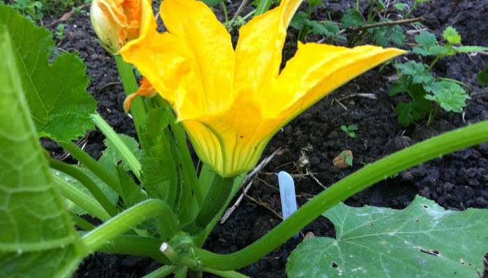 A female flower on a courgette (zucchini) plant. Our first of the season.