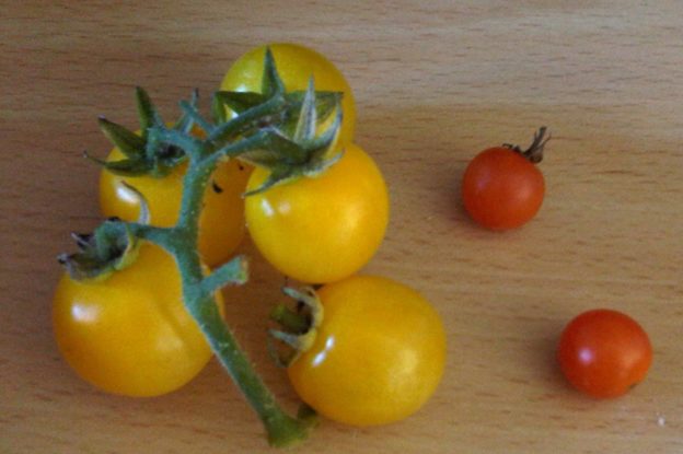 Galina tomatoes large yellow cherry tomatoes