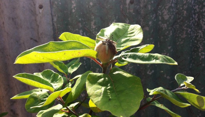 Small quince