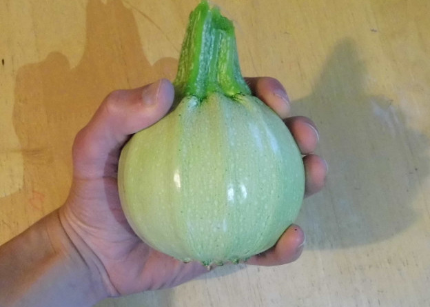 Ball courgette