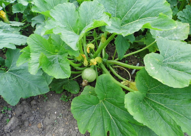 Ball Courgette Plant
