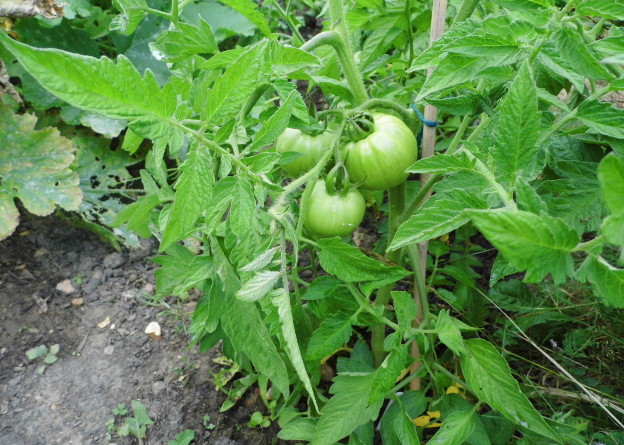 Big Daddy Tomatoes