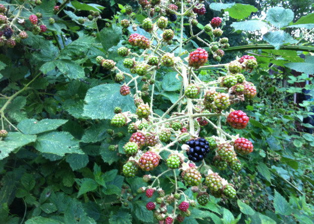 Blackberries