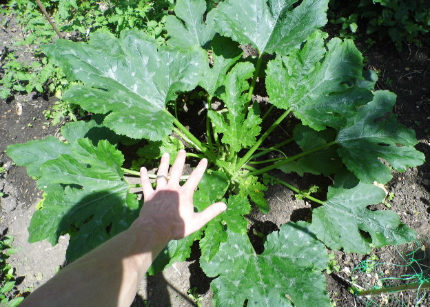 Large Courgette Plant