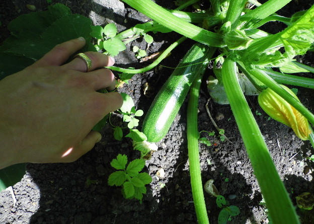 Courgette Growing