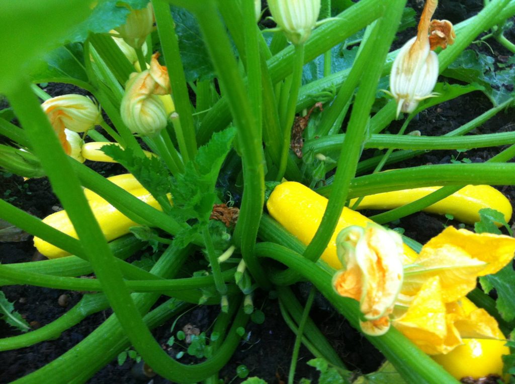 Courgette plant with courgettes