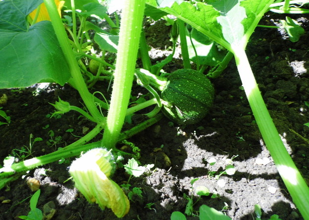 Young pumpkin