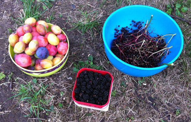 A harvest from the garden: plums, blackberries and elderberries
