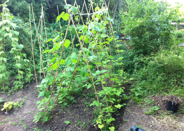 Runner Bean A-Frame