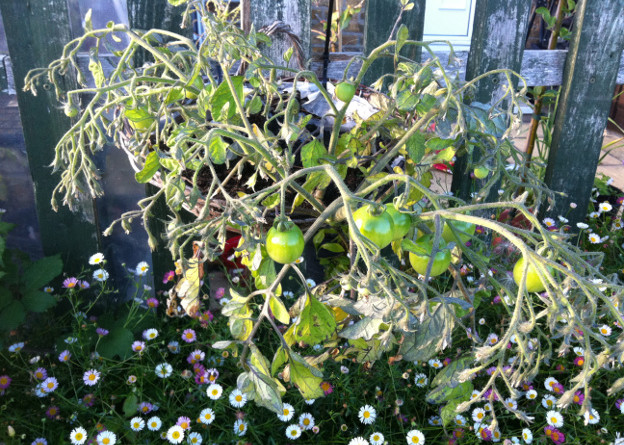 Unripe Tumbling Toms