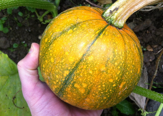 A pumpkin of the variety 'Baby Pam'.