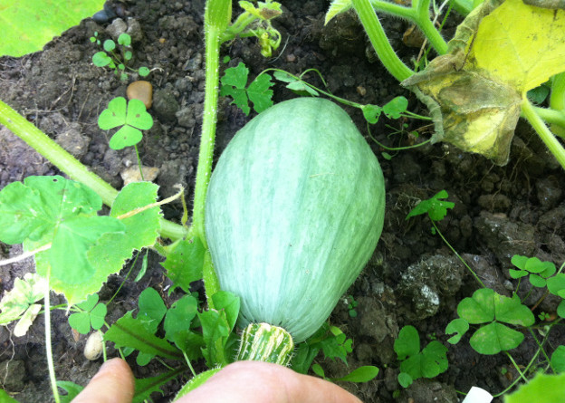 'Blue Banana' squash