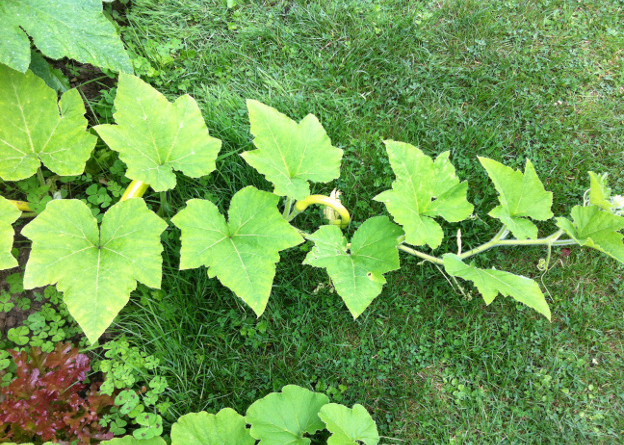 Curly courgettes growing