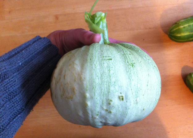 Giant ball courgette