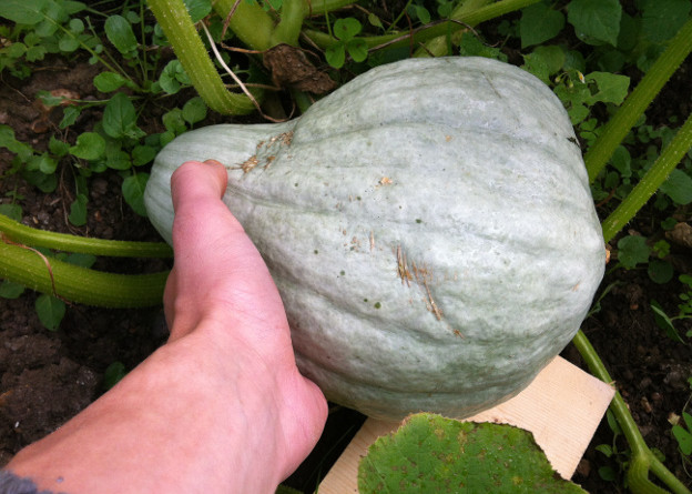 'Blue Hubbard' squash