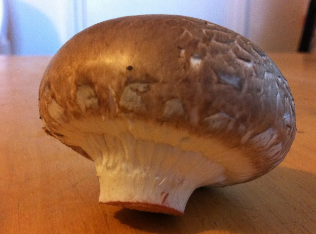 One decent sized mushroom