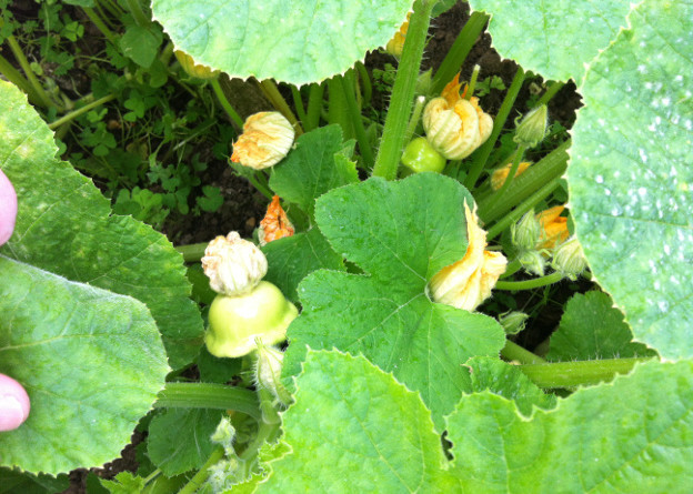 Patty pans growing