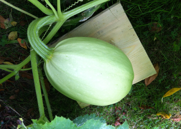 A 'Spaghetti' squash growing