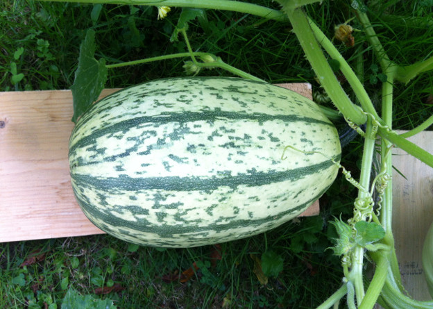 'Pyjamas' winter squash