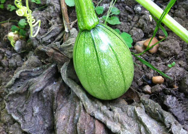 'Tatume' squash