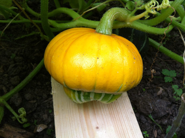 A winter squash of the variety 'Turk's Turban'