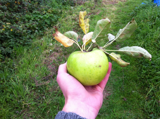 Organic cooking apple fresh from the tree.