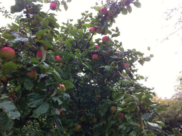 Organic apple tree laden with fruit