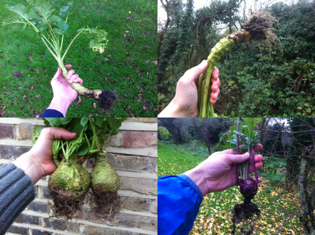 Brassicas: swede and kohlrabi