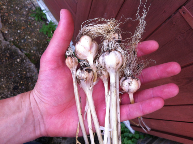 Small garlic bulbs