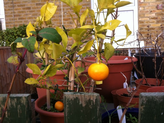 Clementine tree bearing late December fruit
