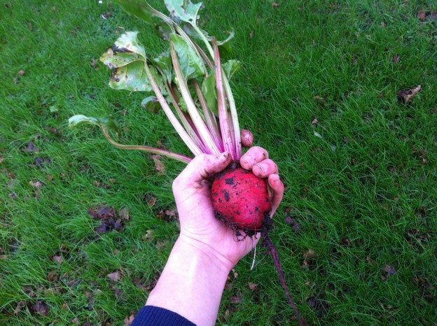 Fresh beetroot harvested on Boxing Day