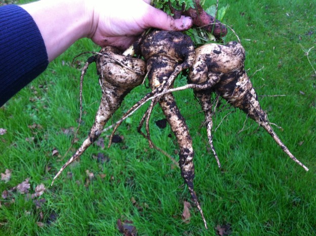 Homegrown parsnips