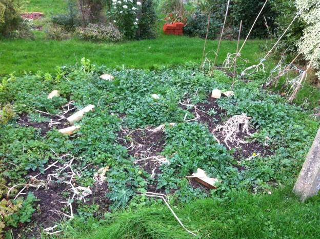 Pumpkin patch after harvest