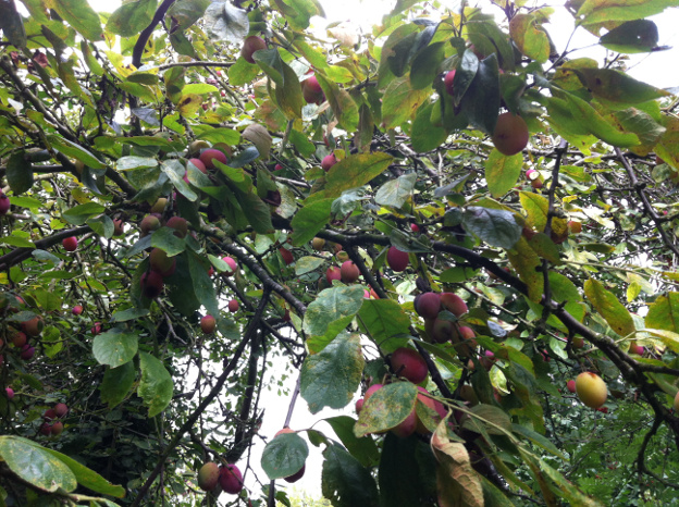 A plum tree laden with fruit.