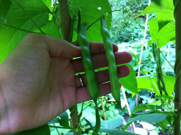 Pea beans growing