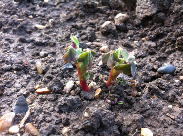 Oca shoots growing oca in the UK