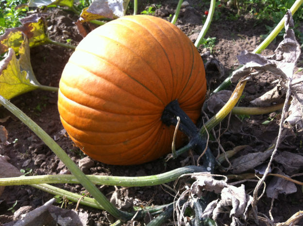 Pumpkin on our allotment.