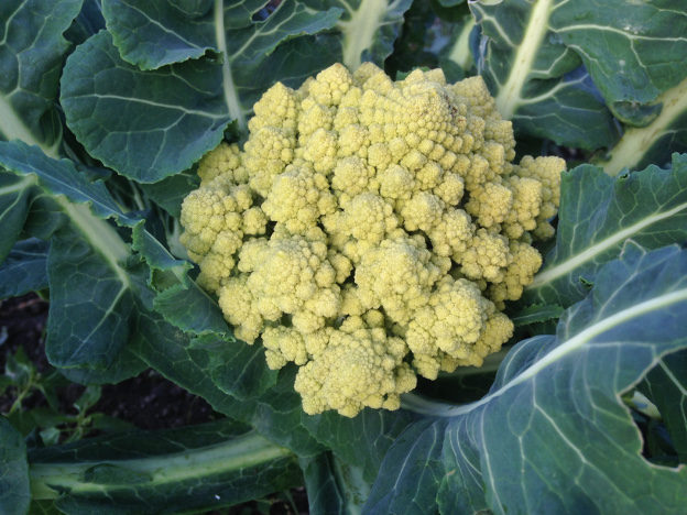 A romanesco growing at our allotment.