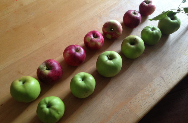 A September apple harvest from our (and our neightbour's) garden
